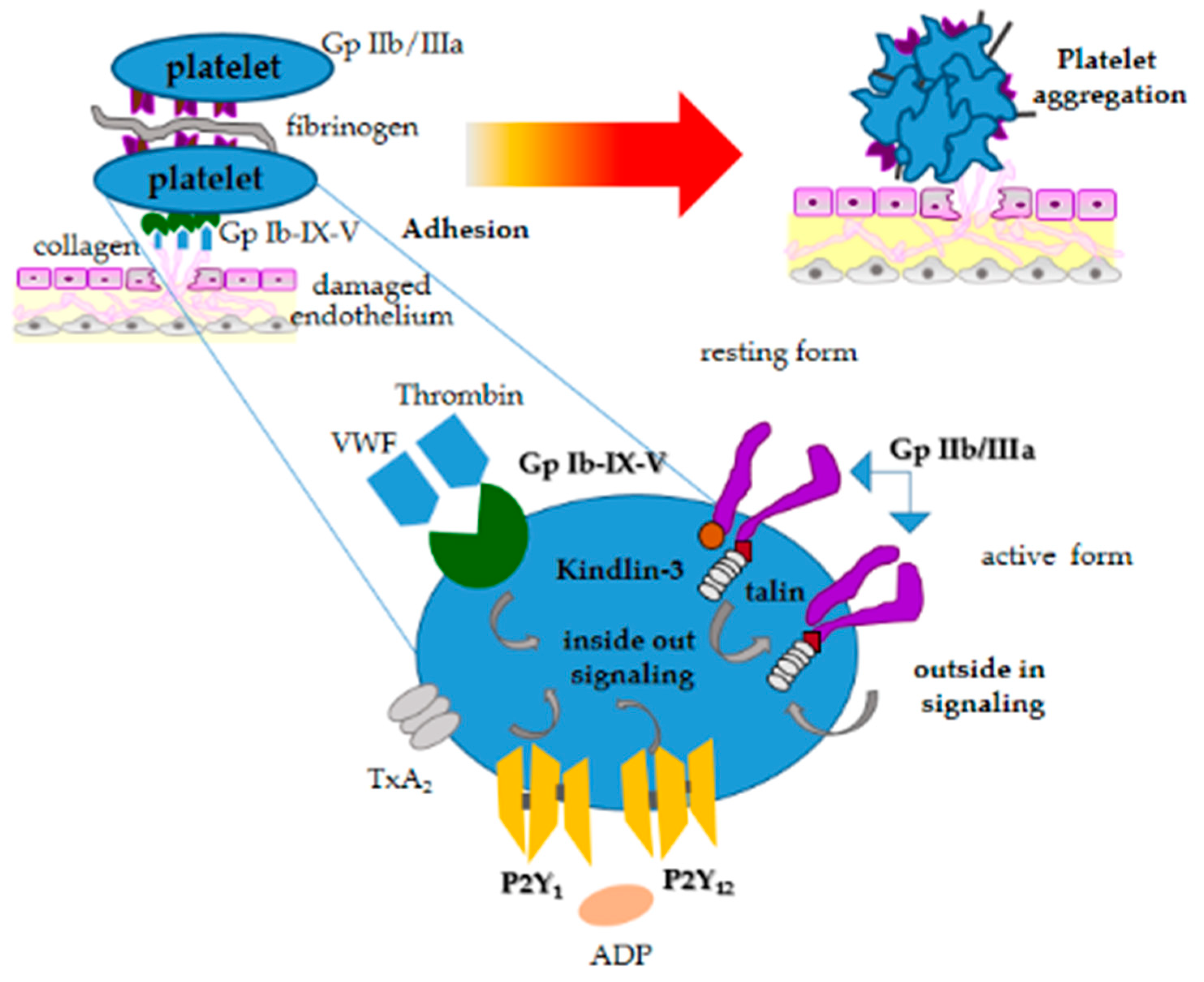 Animals 10 00201 g002