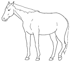 Animals 10 00210 i003