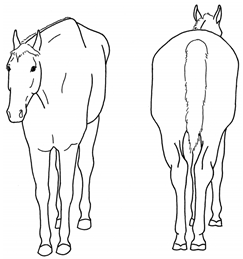 Animals 10 00210 i006