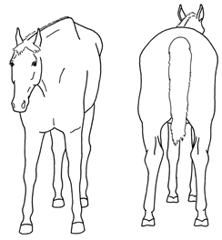 Animals 10 00210 i007