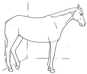 Animals 10 00210 i008