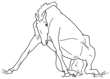 Animals 10 00210 i011