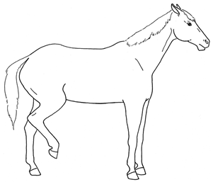 Animals 10 00210 i013