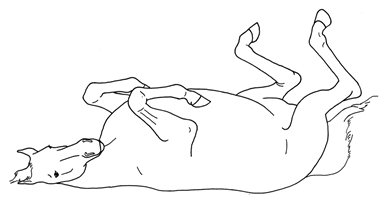 Animals 10 00210 i018