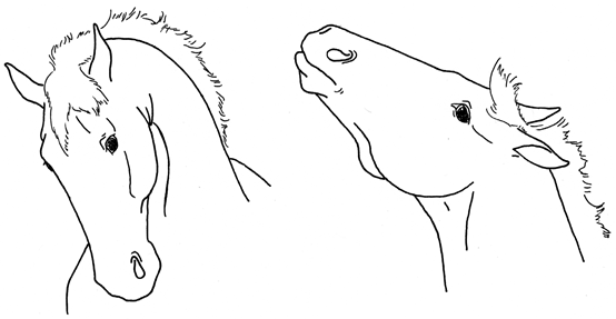 Animals 10 00210 i023