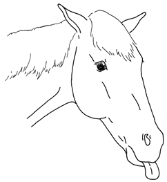 Animals 10 00210 i026