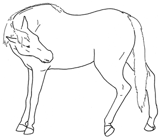 Animals 10 00210 i029