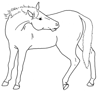 Animals 10 00210 i030