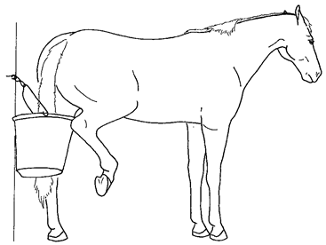 Animals 10 00210 i031