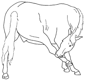 Animals 10 00210 i032