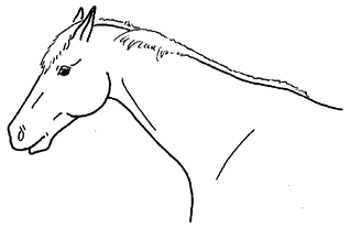 Animals 10 00210 i033