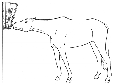 Animals 10 00210 i035