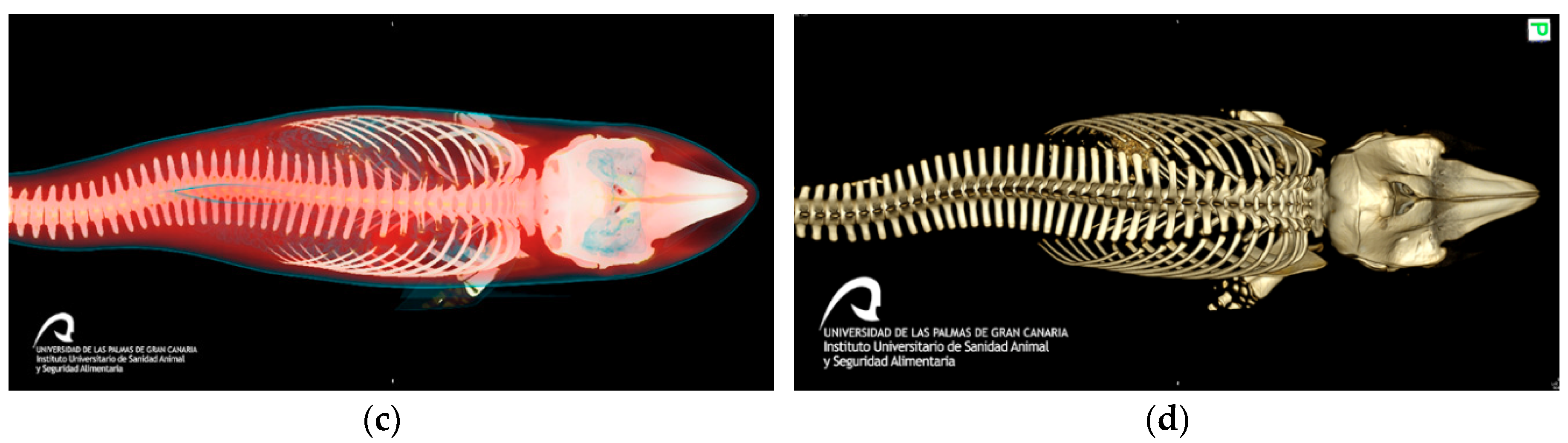 Animals 10 00220 g002b Animals 10 00220 g002b