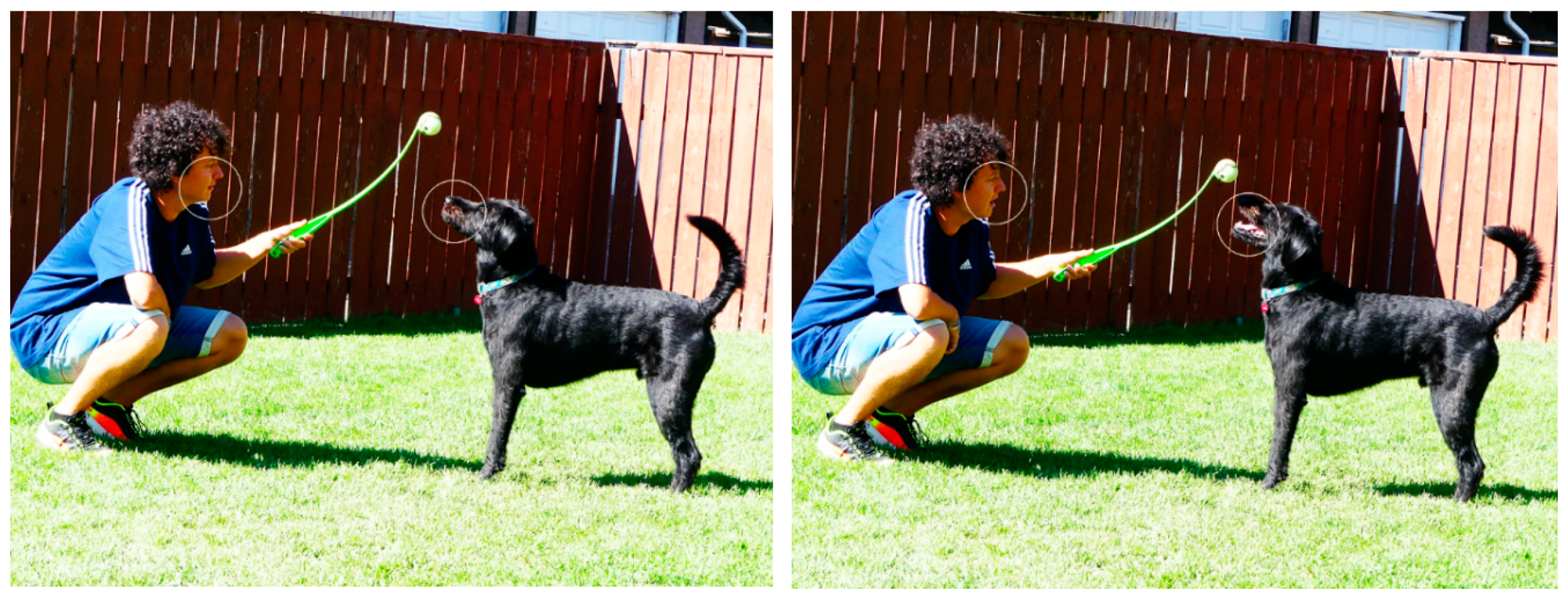 Animals 10 00241 g001