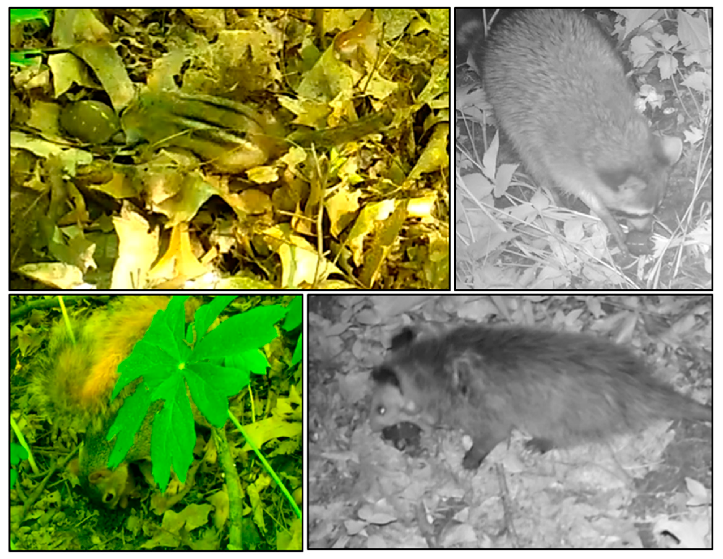 Animals 10 00275 g003