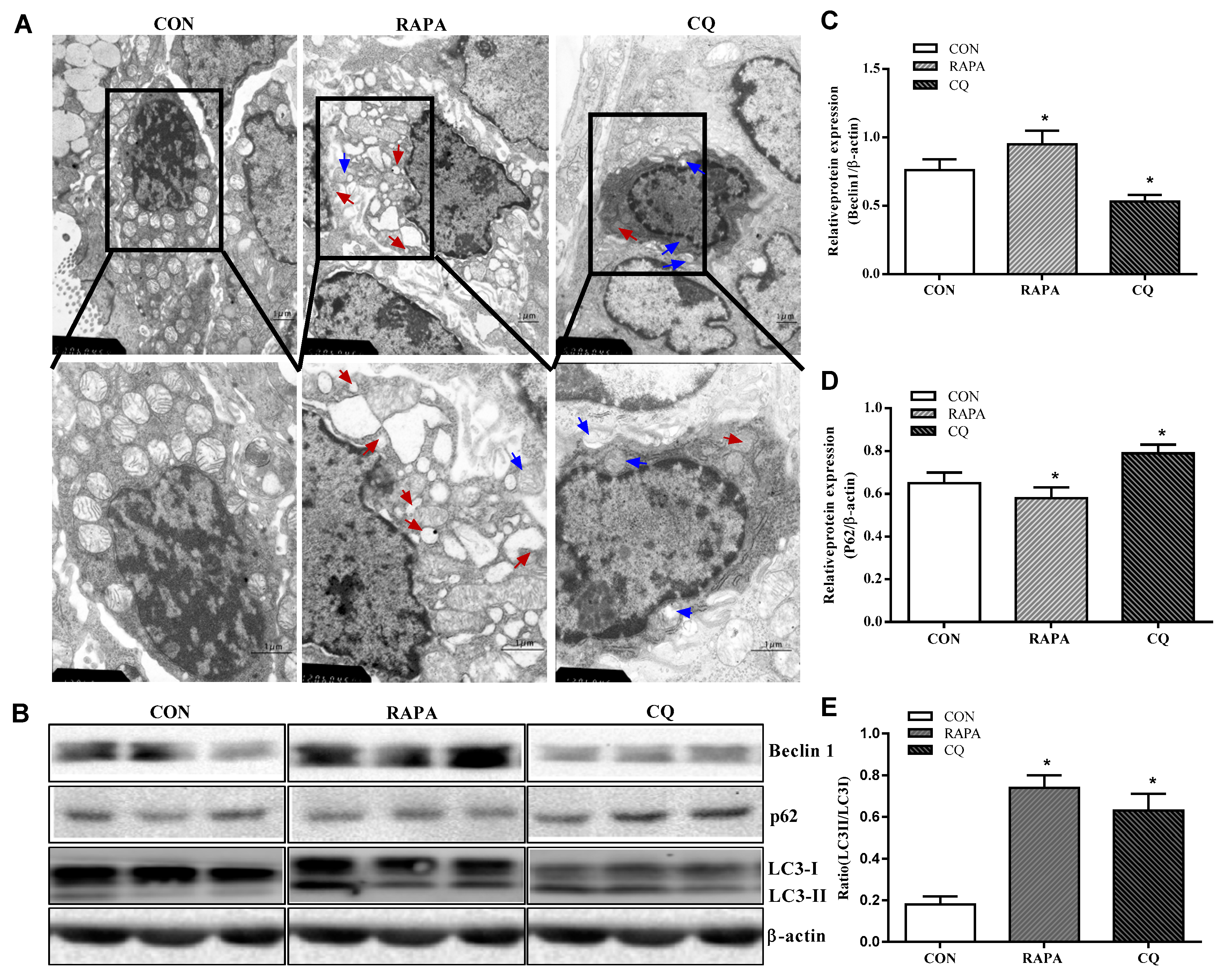 Animals 10 00290 g001 Animals 10 00290 g001