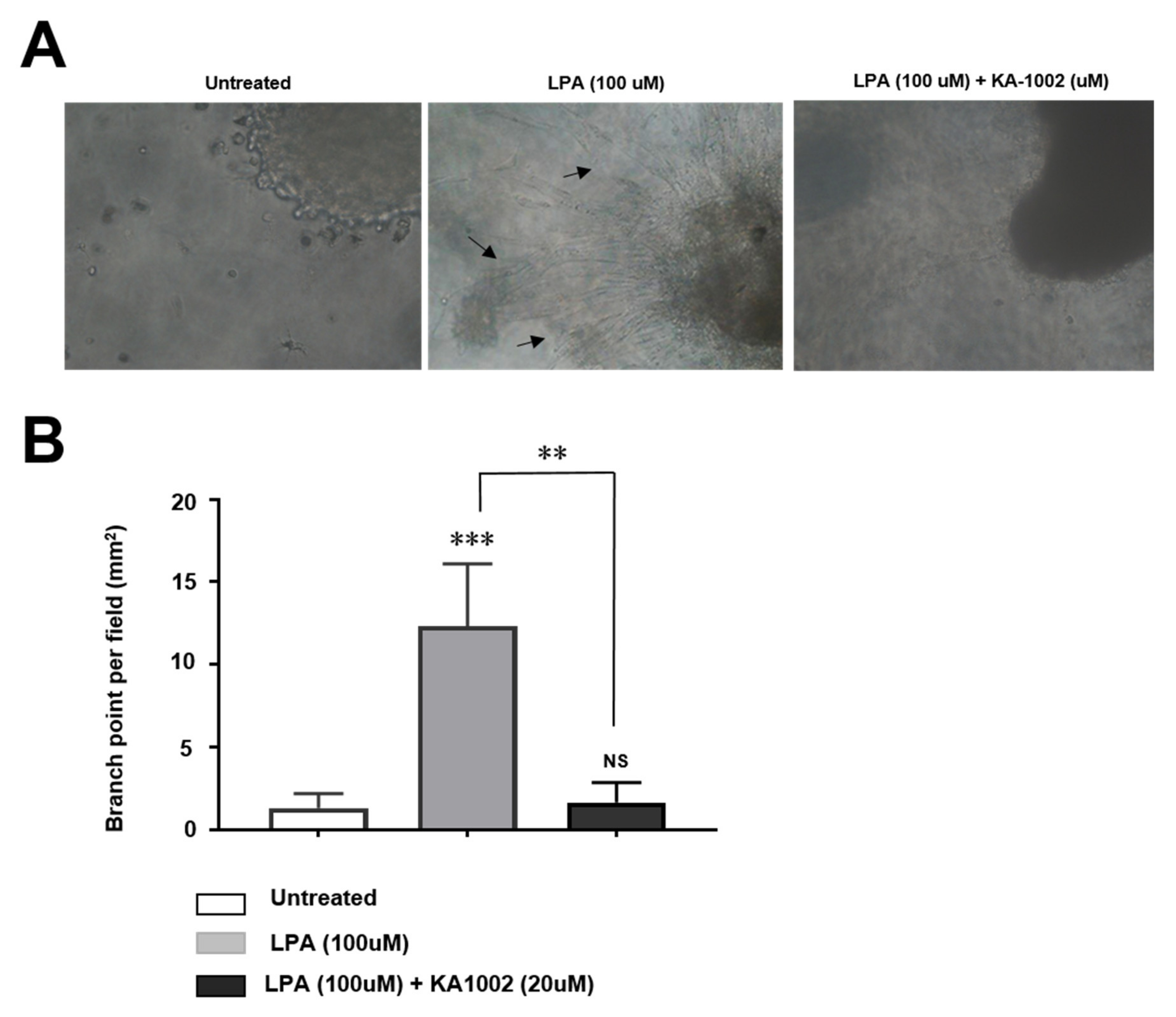 Animals 10 00295 g002