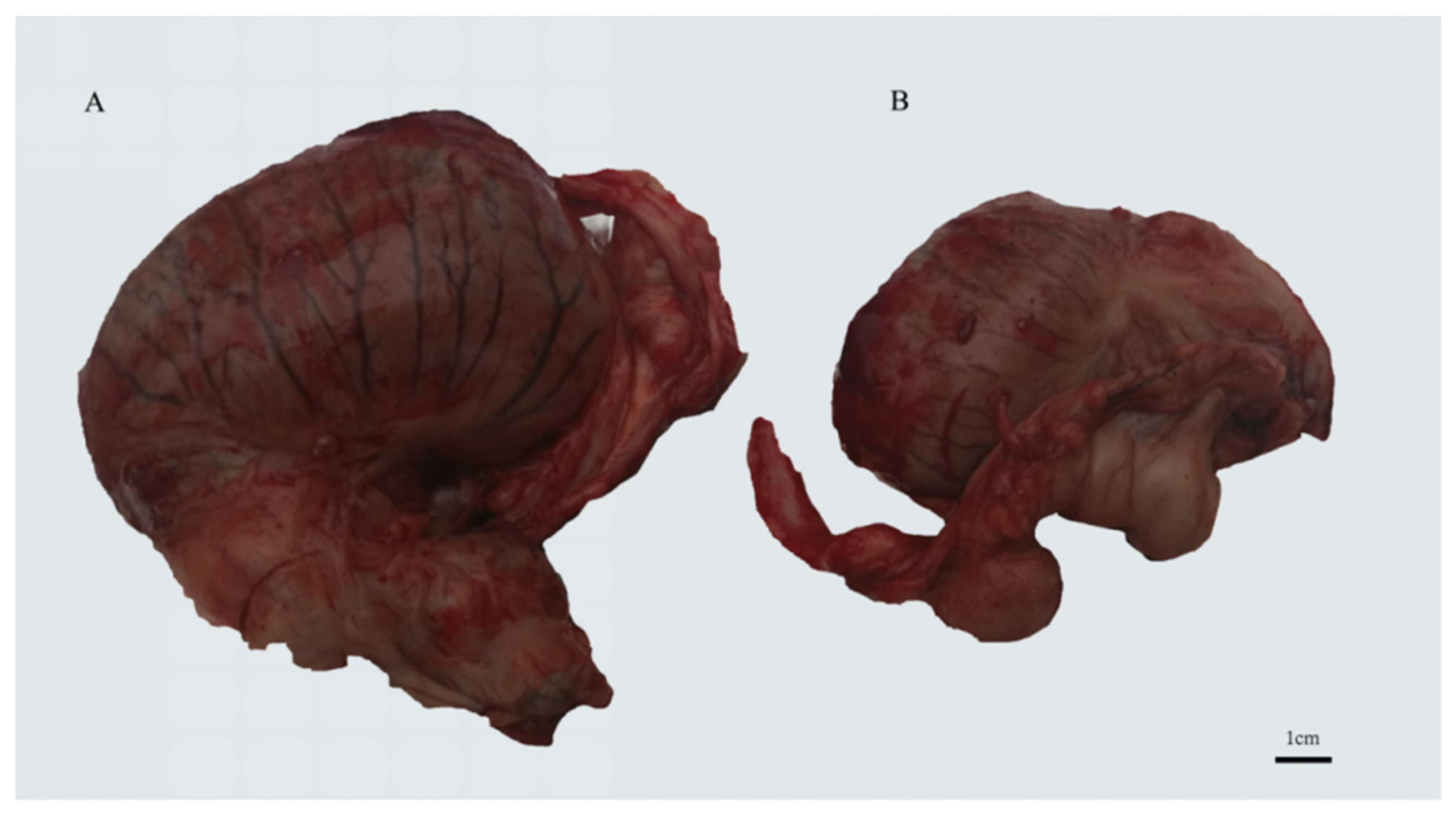 Animals 10 00338 g001