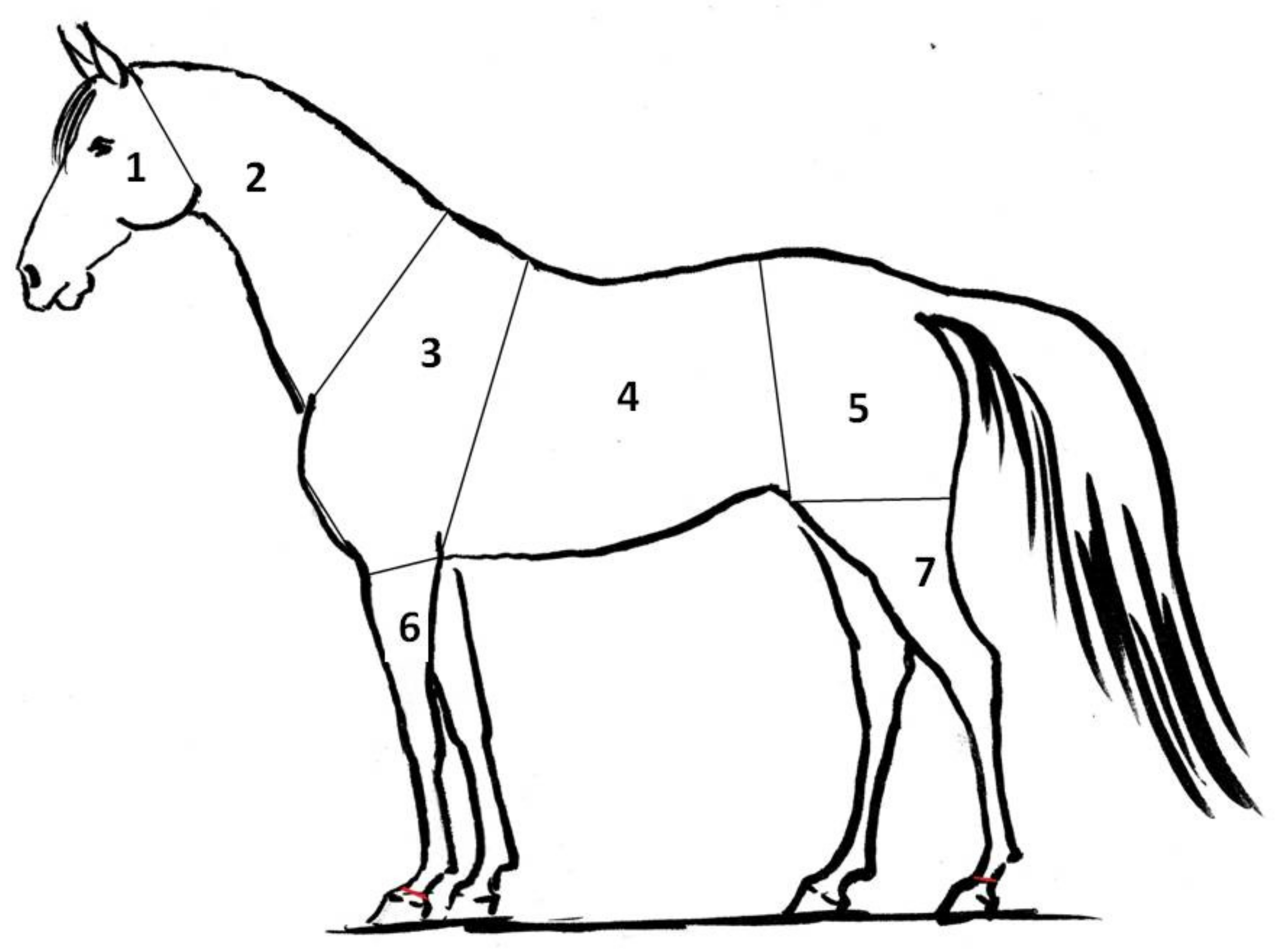 Animals 10 00340 g001