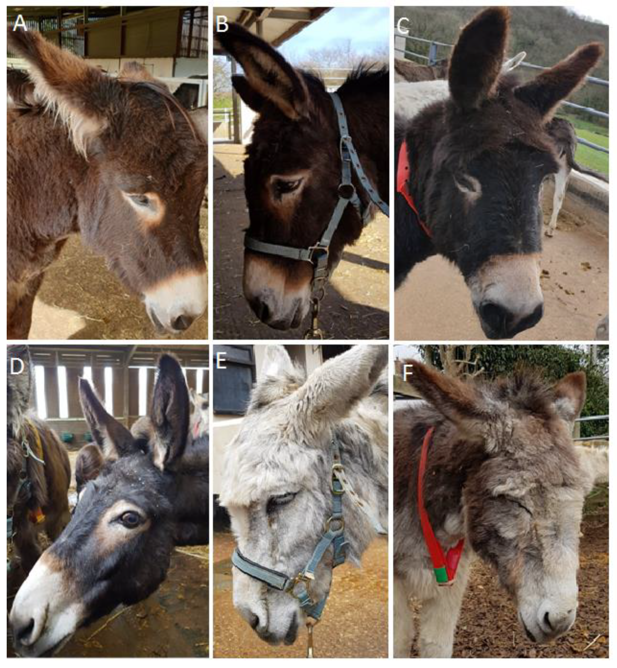 Animals 10 00354 g001