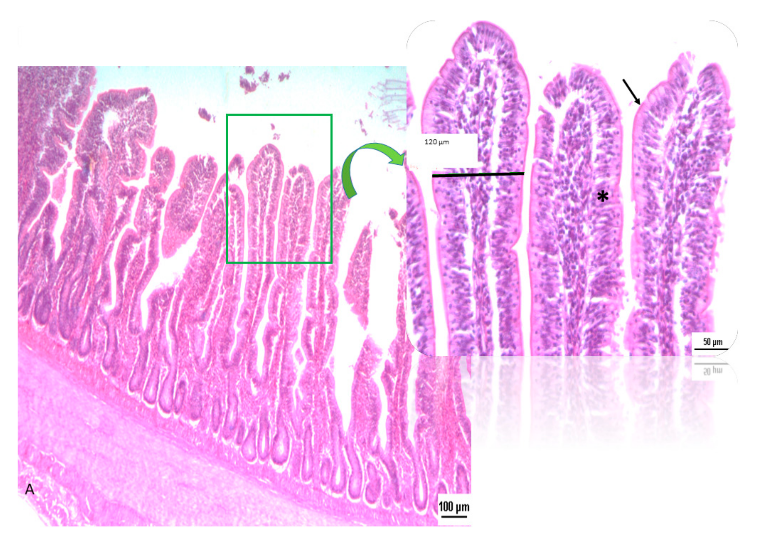 Animals 10 00442 g001