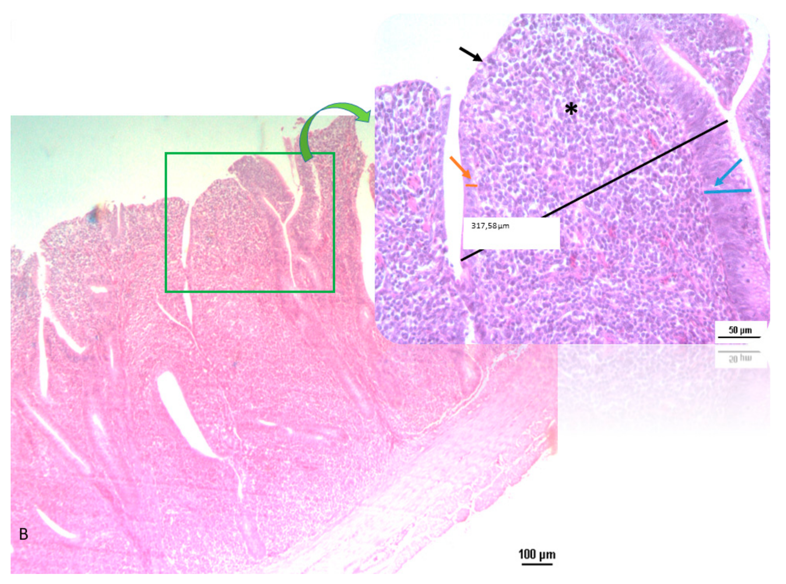 Animals 10 00442 g002