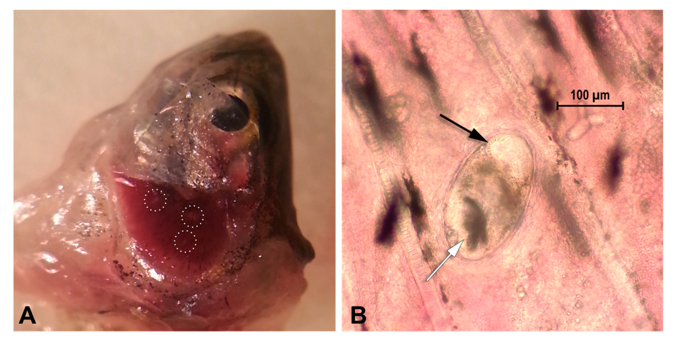 Animals 10 00456 g001 Animals 10 00456 g001