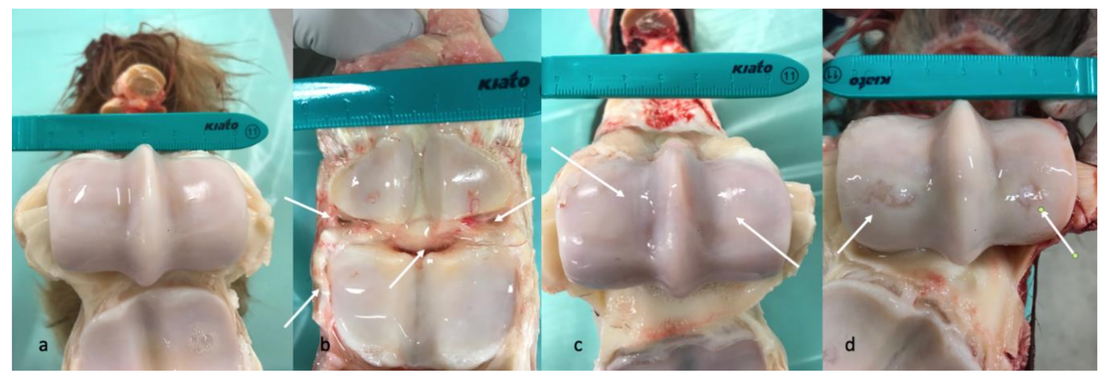 Animals 10 00506 g003