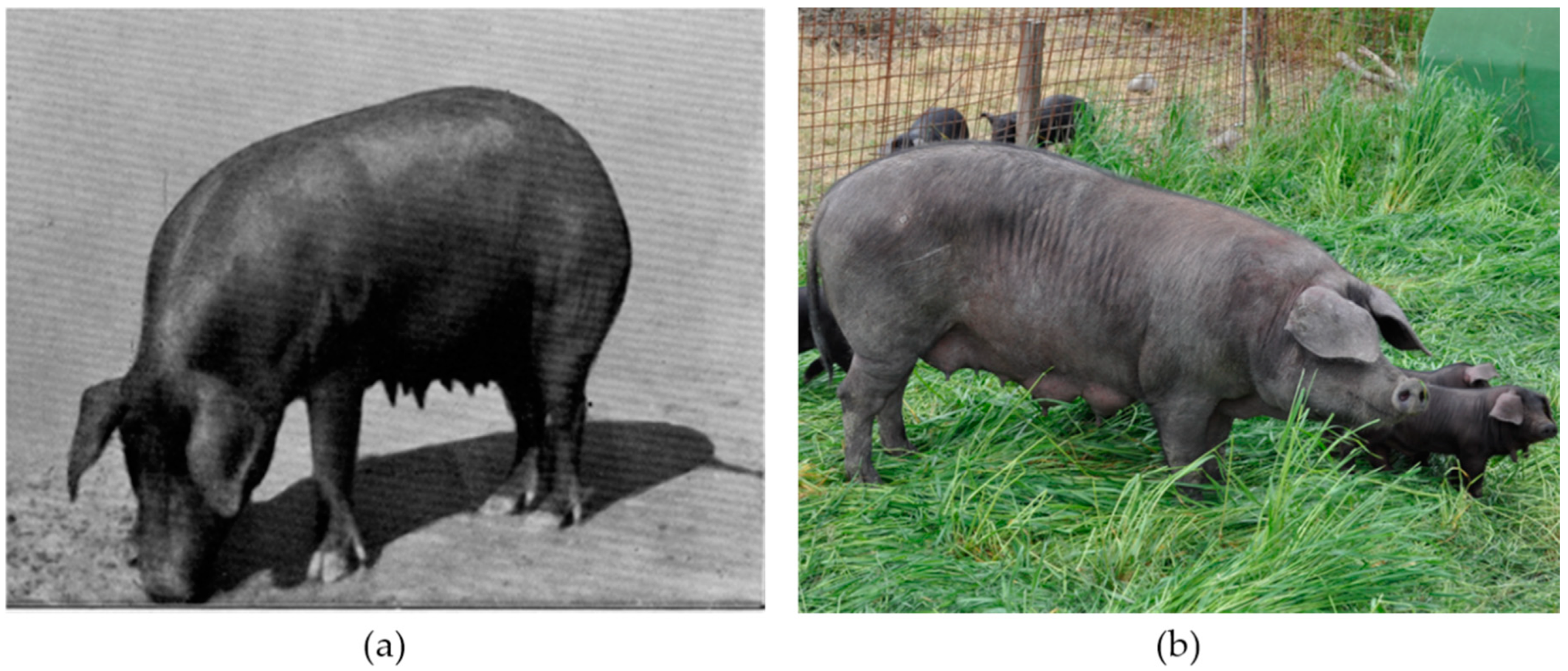 Animals 10 00538 g001 Animals 10 00538 g001