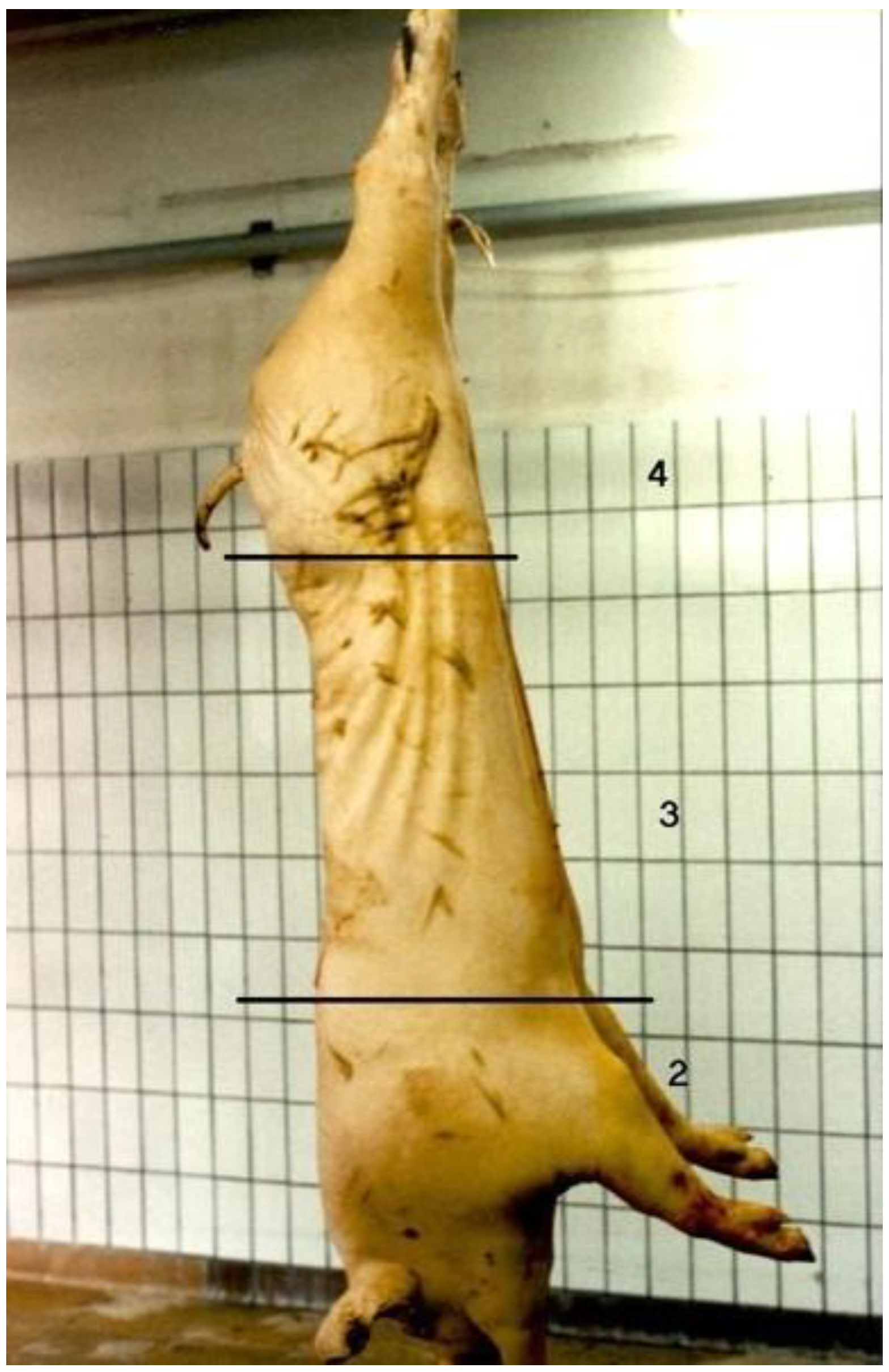 Animals 10 00544 g001