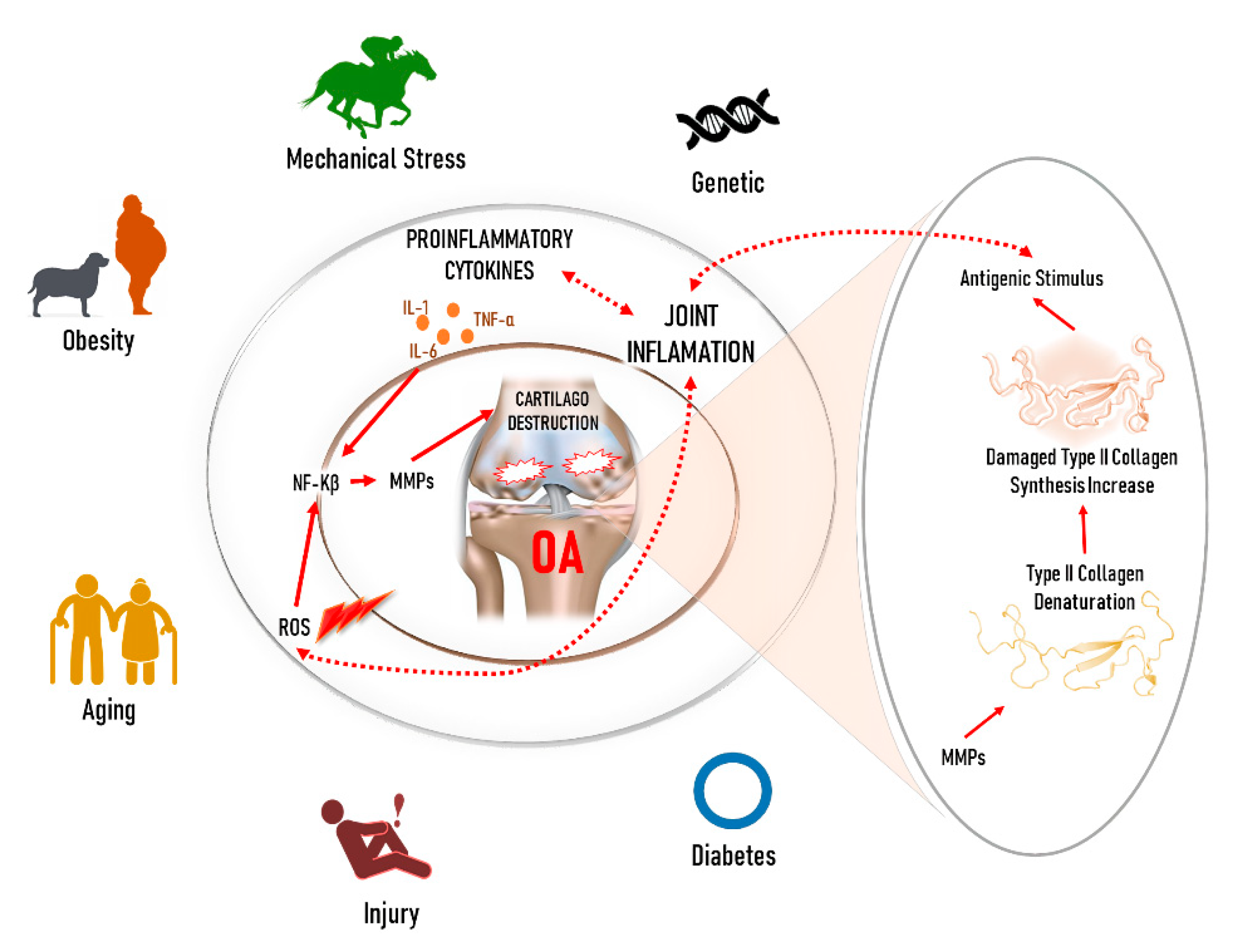 Animals 10 00697 g001