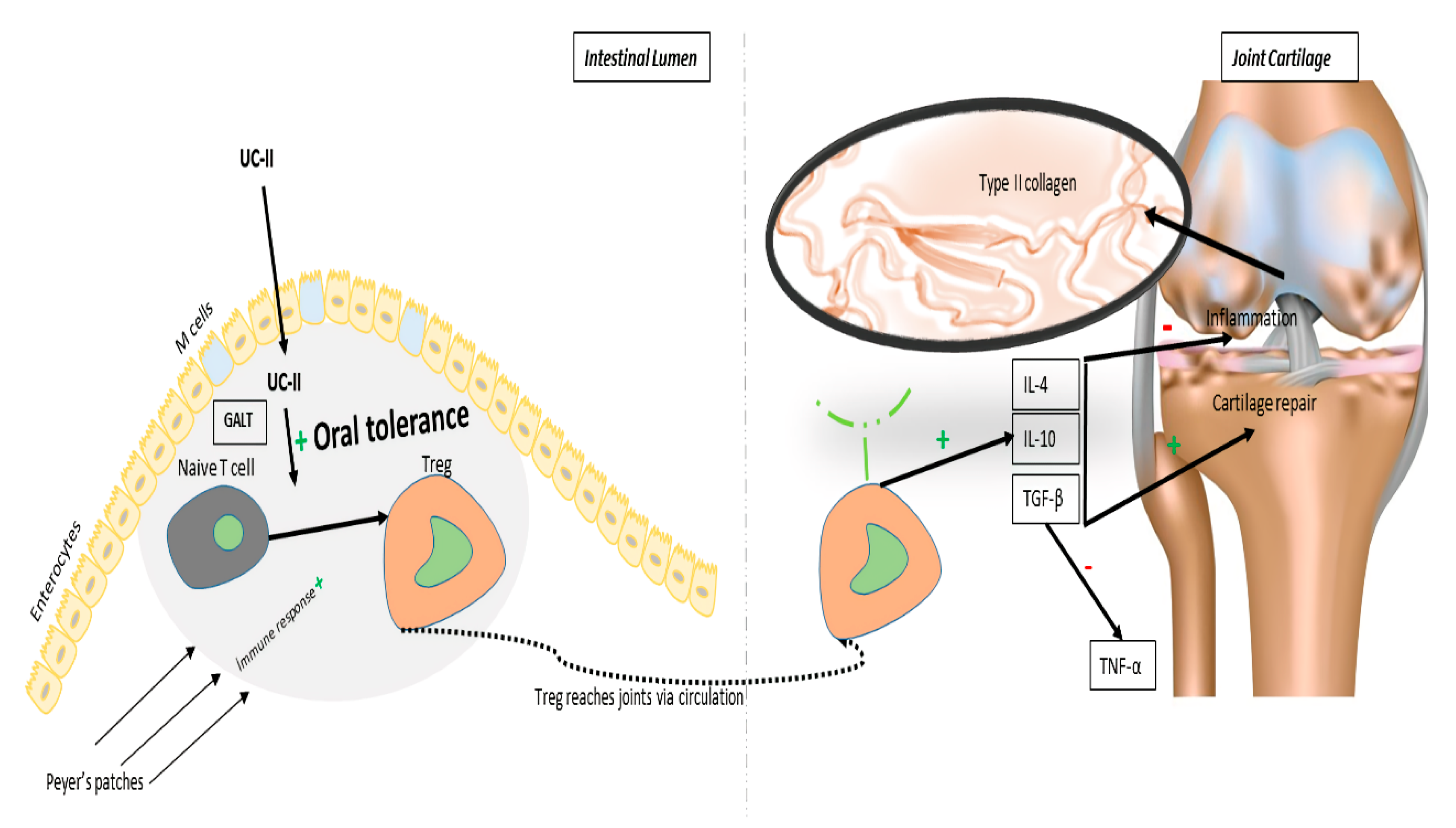 Animals 10 00697 g002