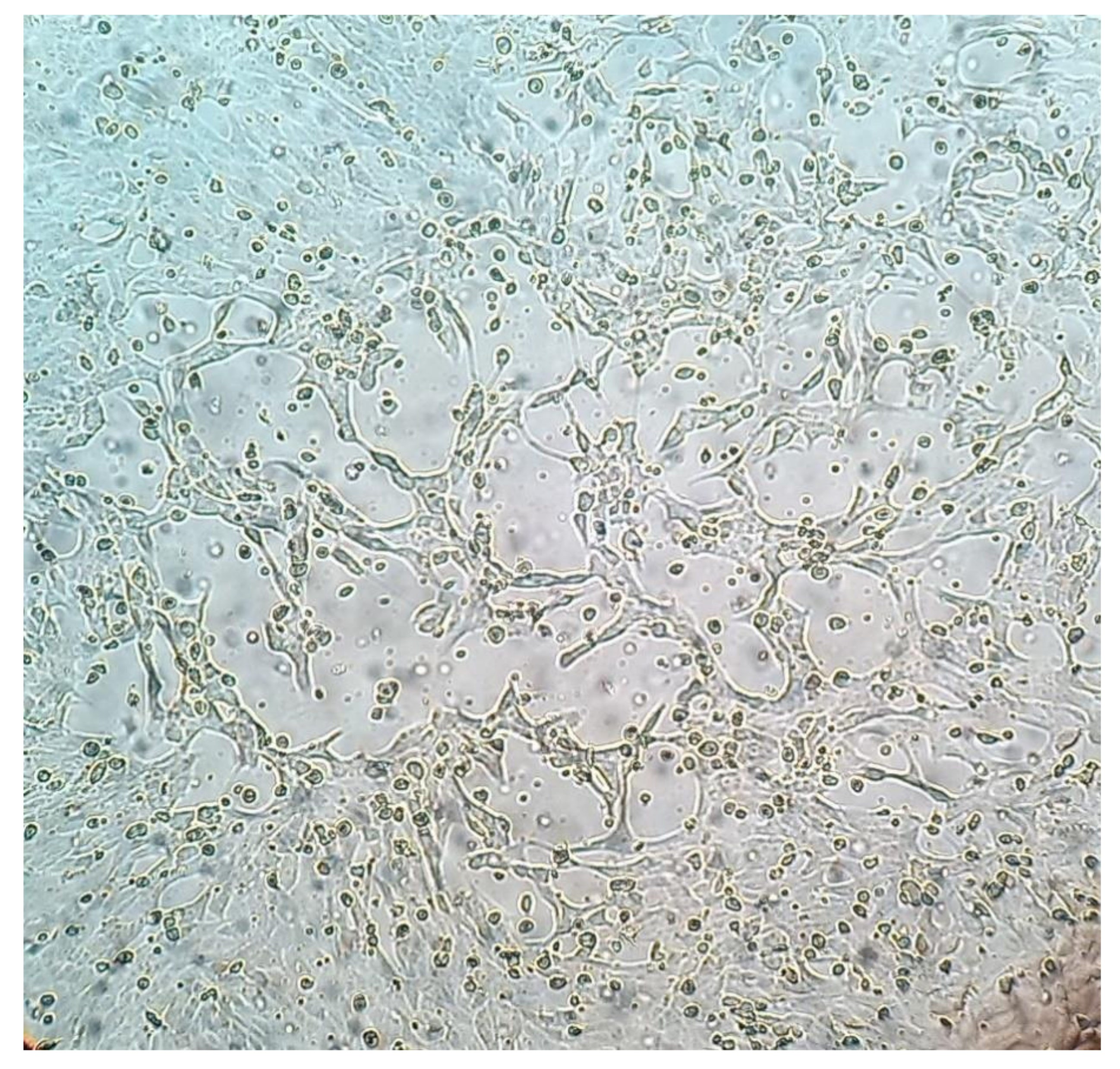 Animals 10 00704 g001