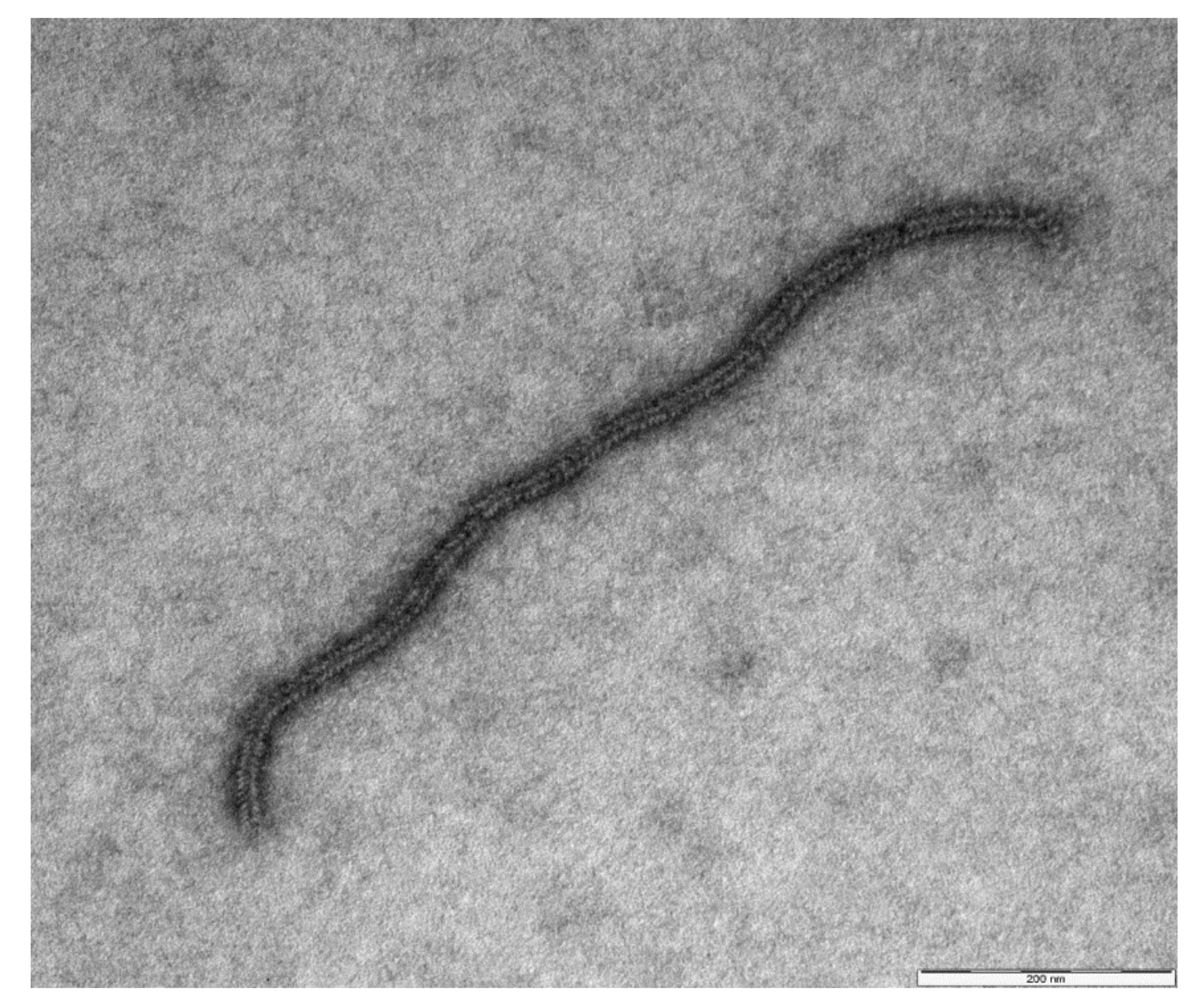 Animals 10 00704 g002