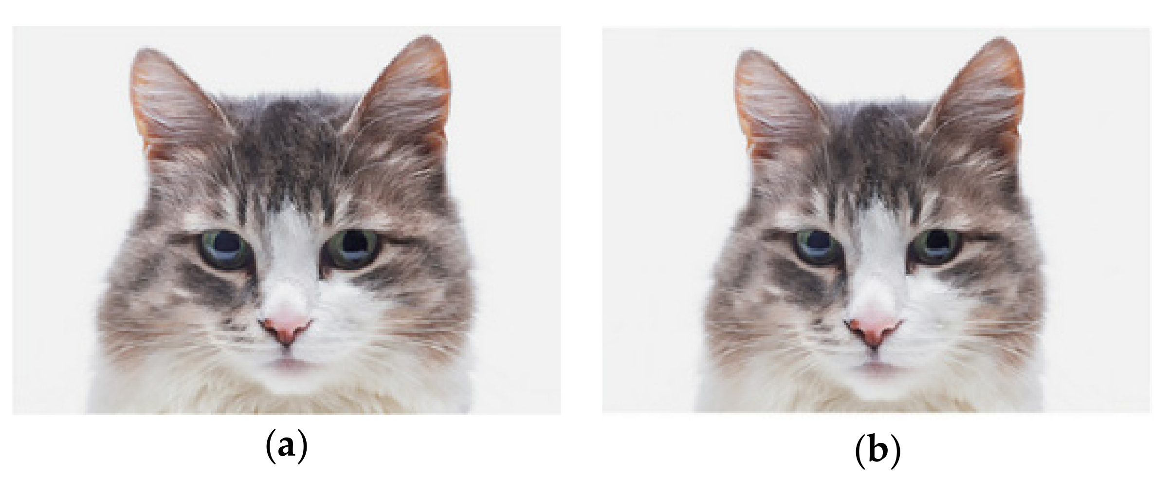 Animals 10 00721 g001