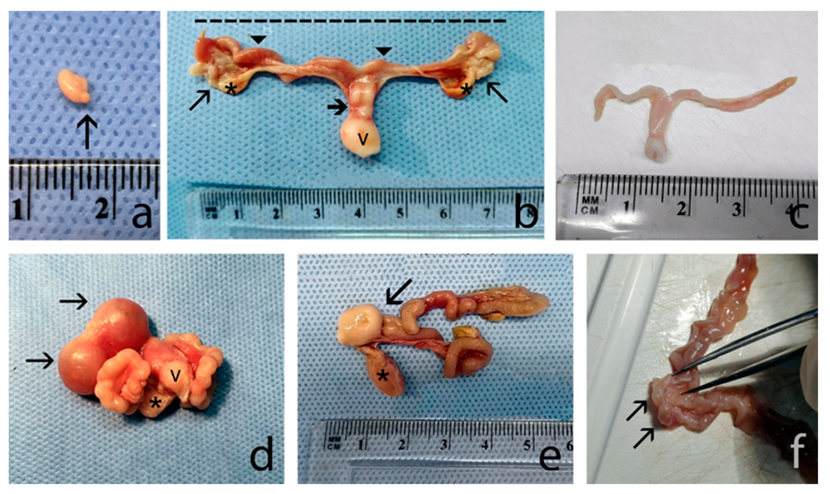 Animals 10 00738 g001