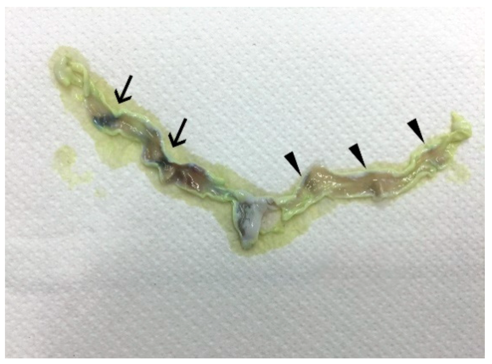 Animals 10 00738 g002