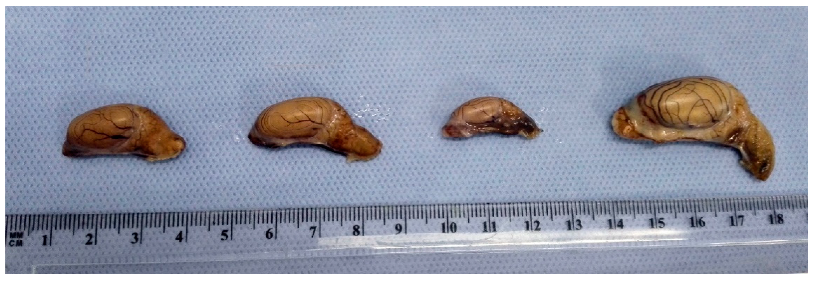 Animals 10 00738 g003