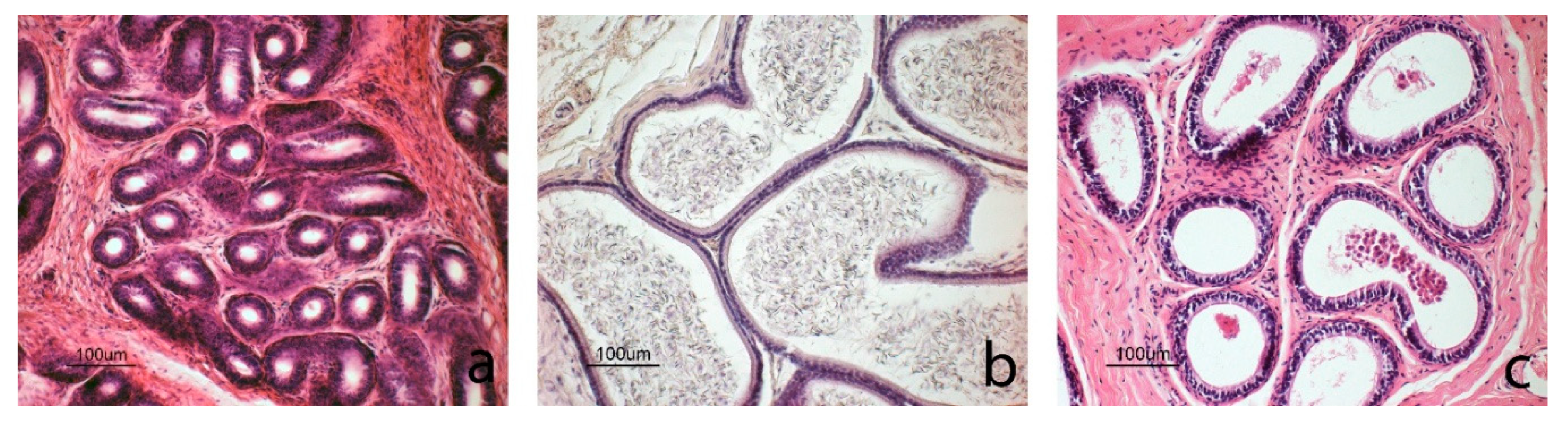 Animals 10 00738 g005