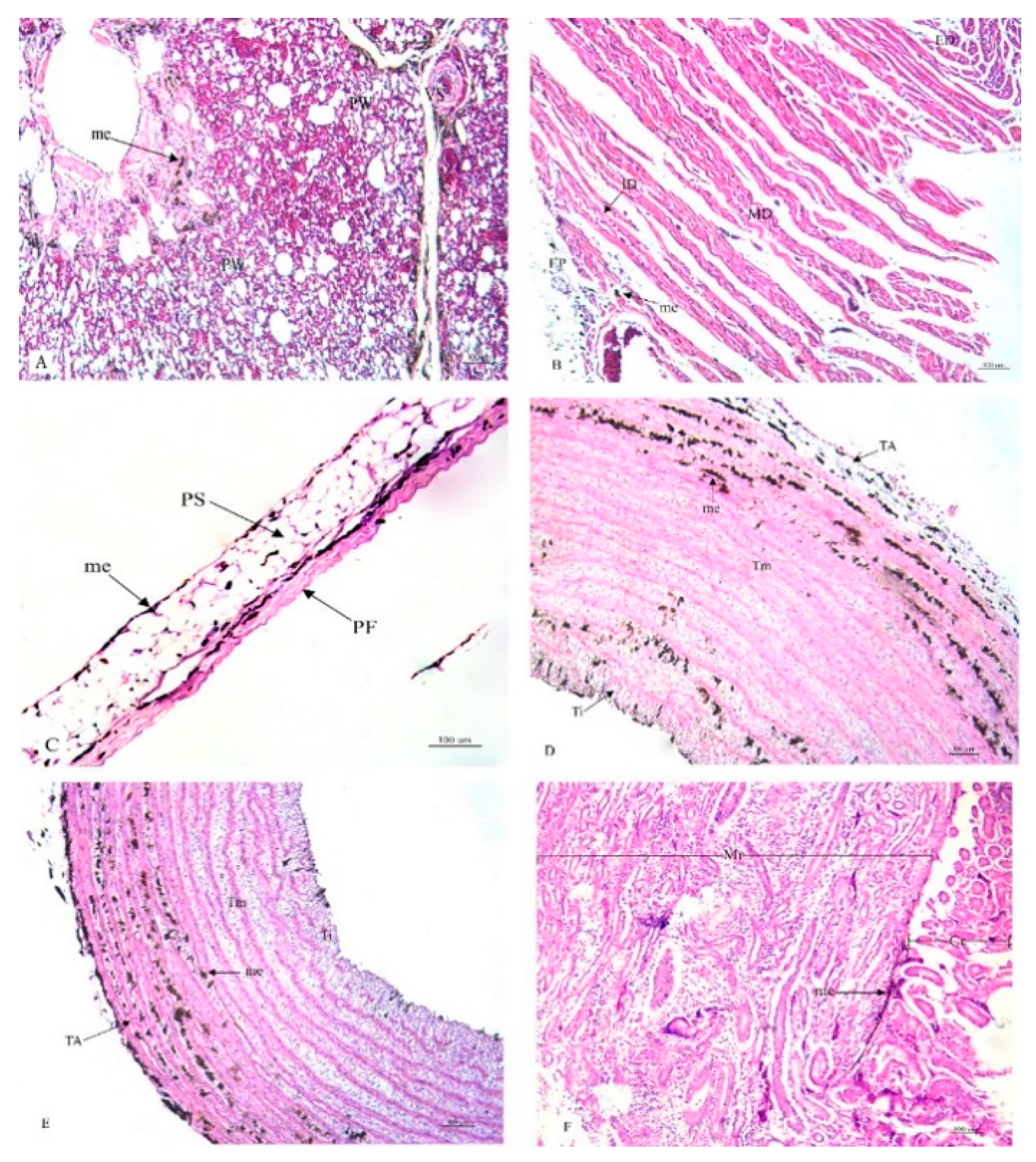 Animals 10 00777 g002