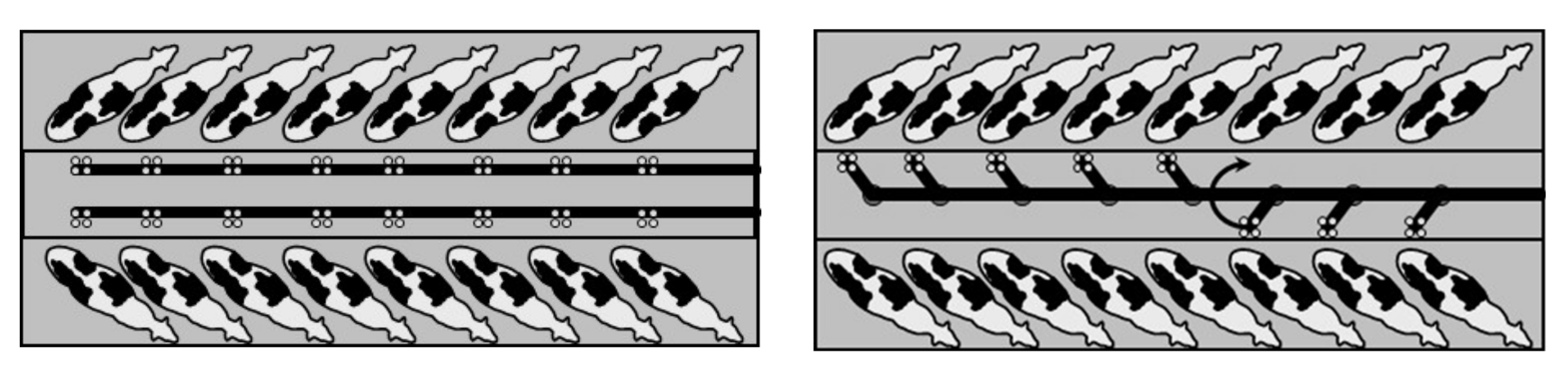 Animals 10 00795 g001