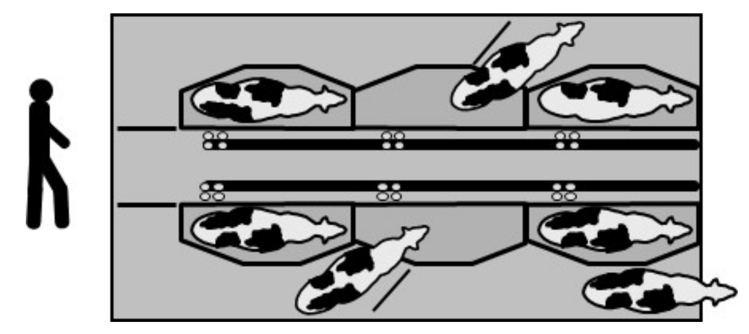 Animals 10 00795 g002