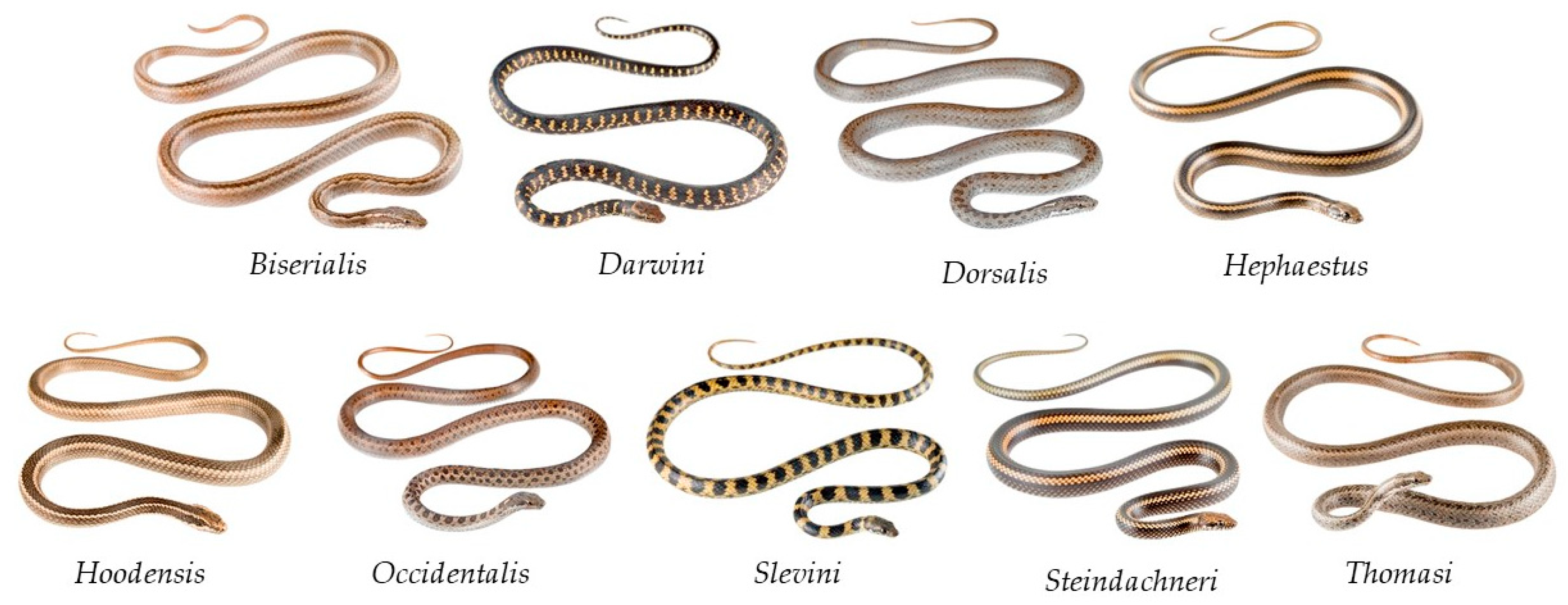 Animals 10 00806 g002