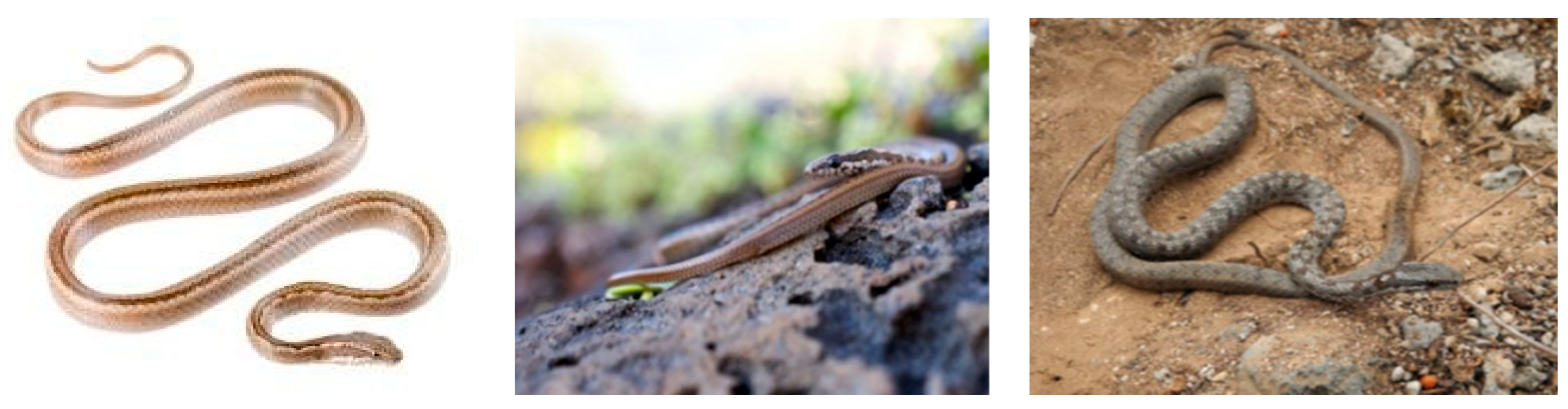 Animals 10 00806 g007