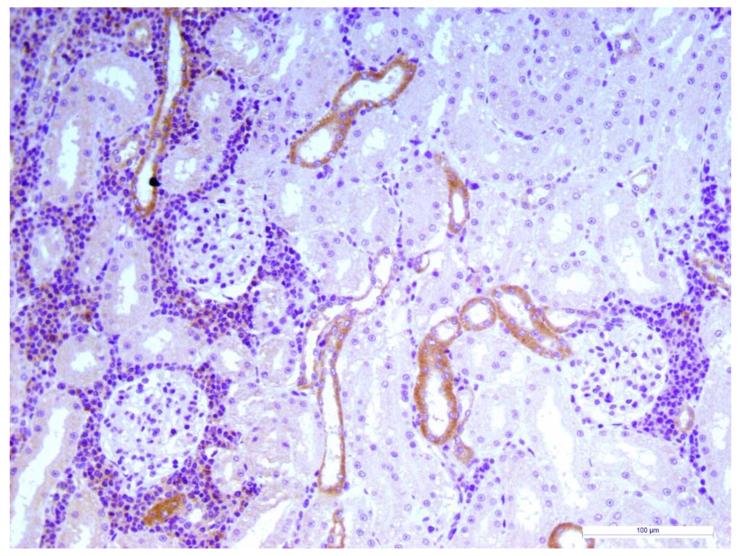 Animals 10 00828 g003