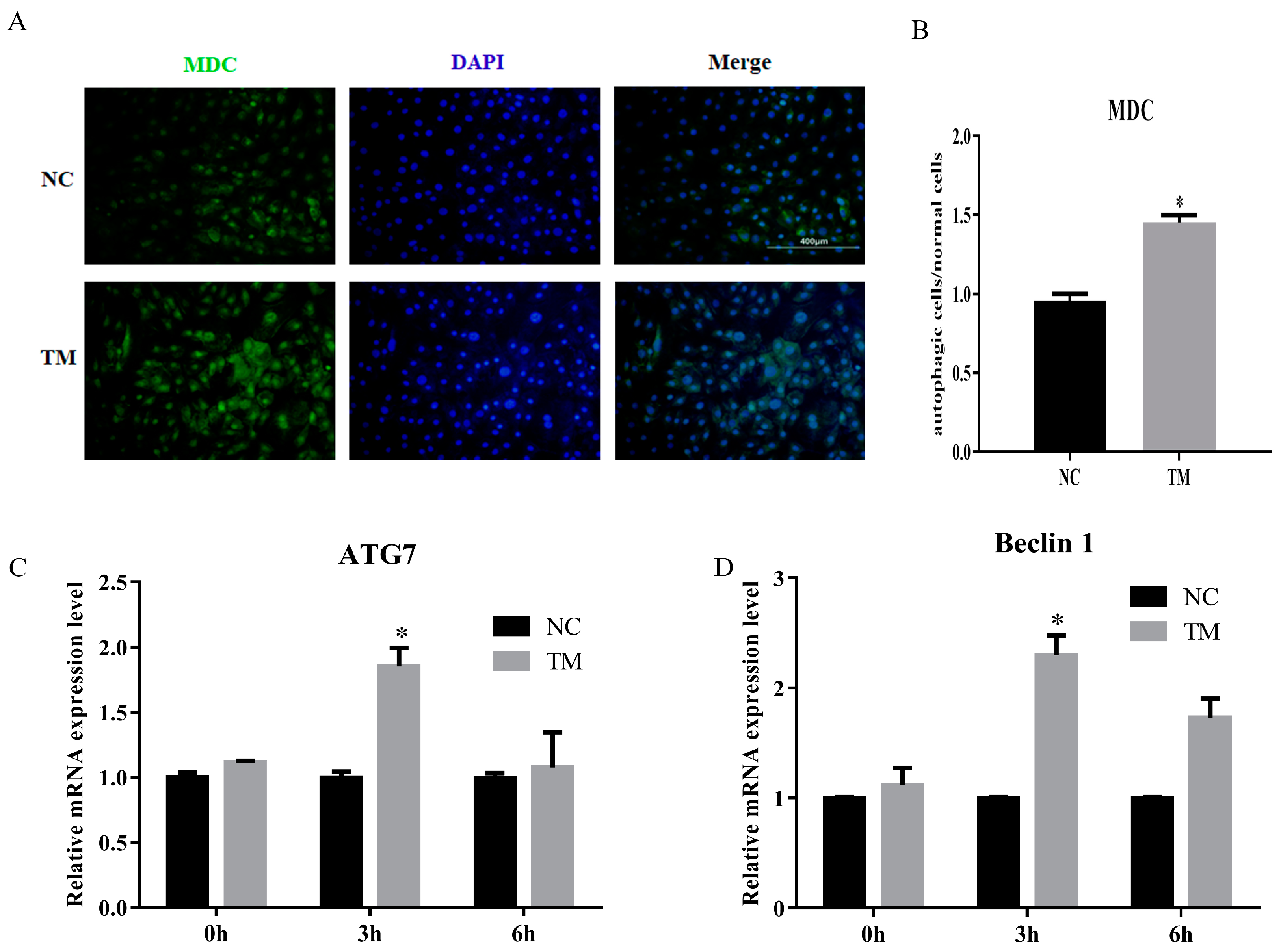 Animals 10 00926 g005