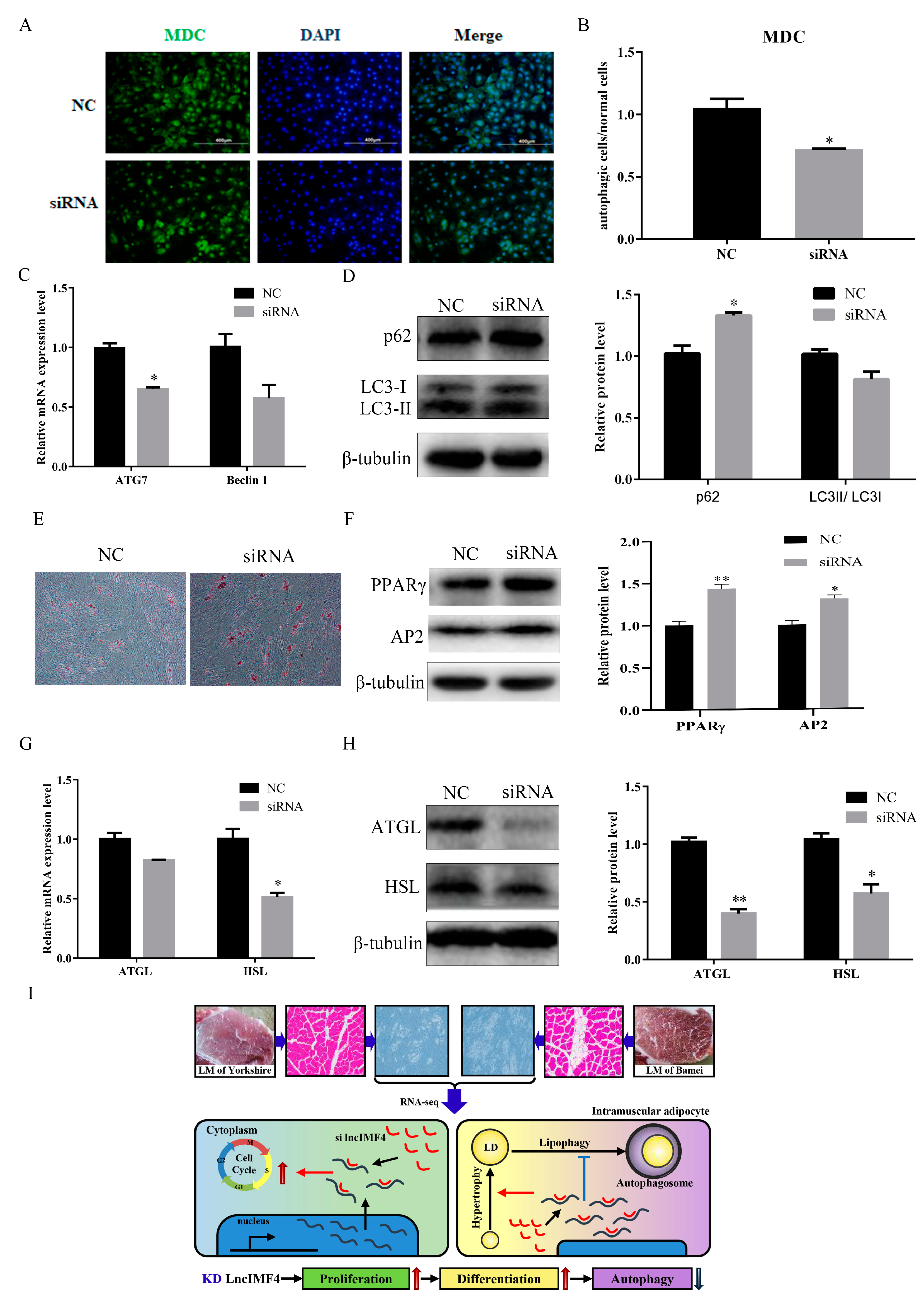 Animals 10 00926 g006
