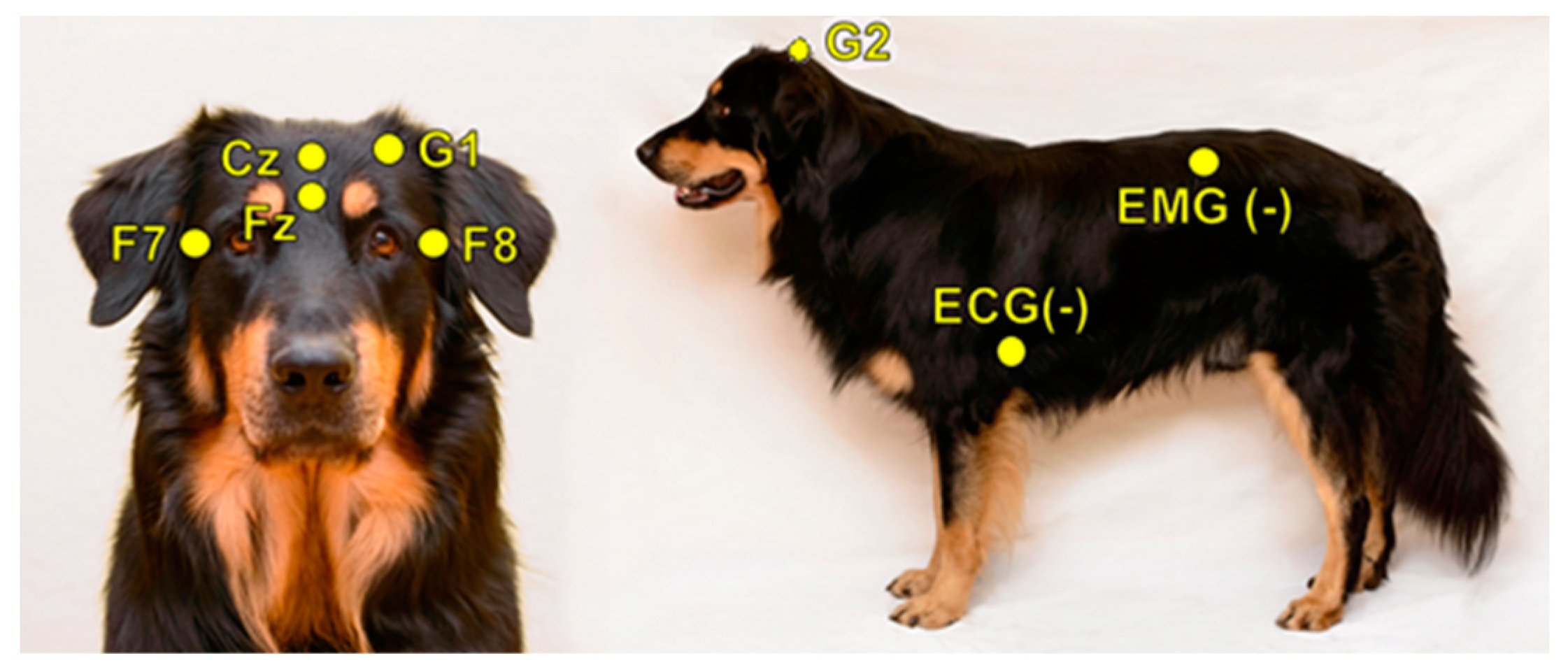 Animals 10 00927 g001