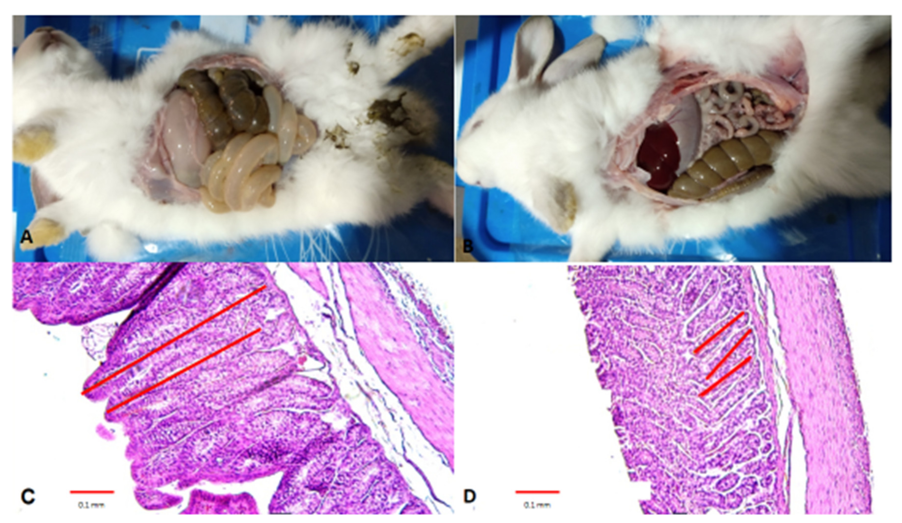 Animals 10 00936 g001