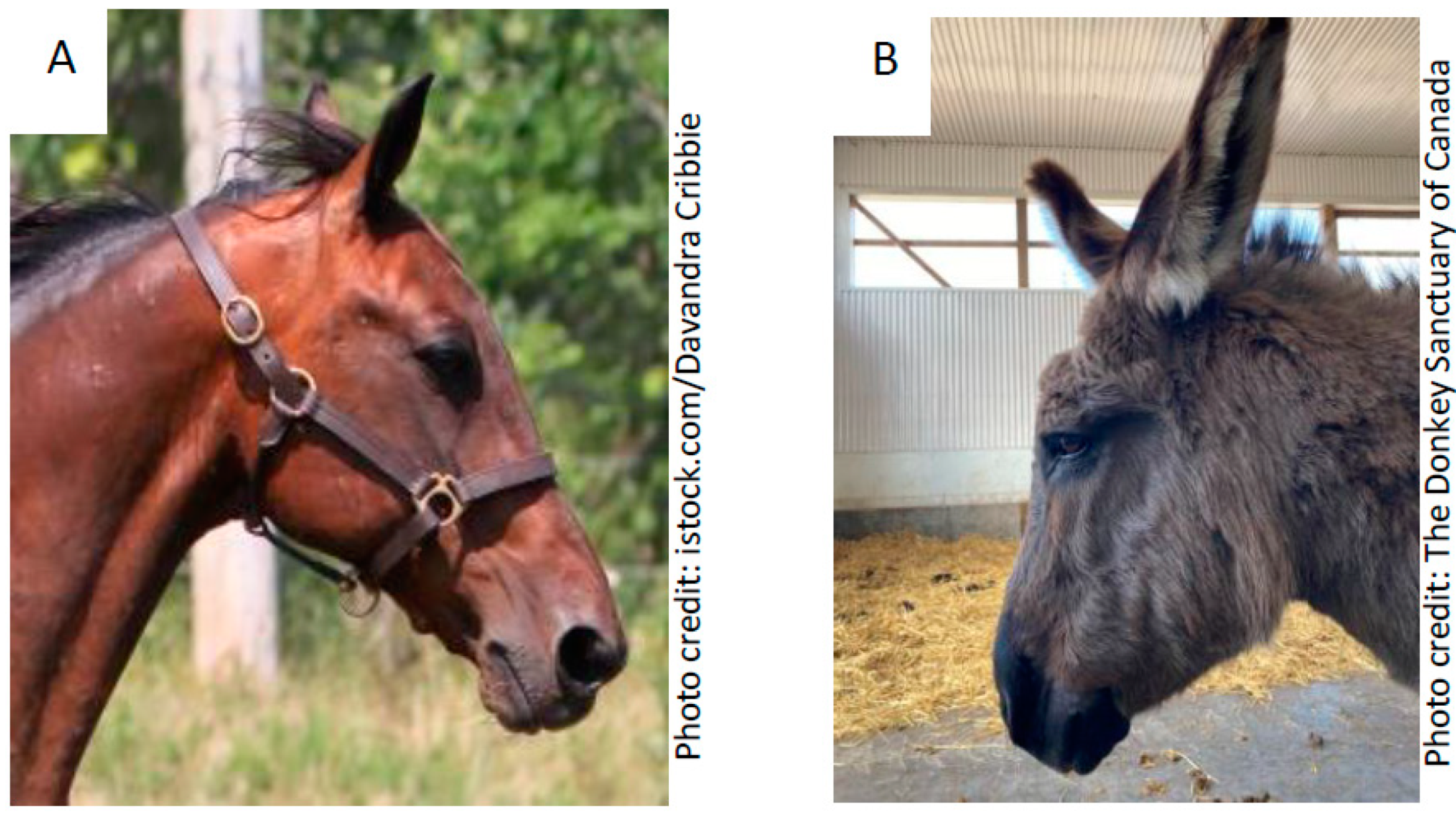 Animals 10 01002 g003